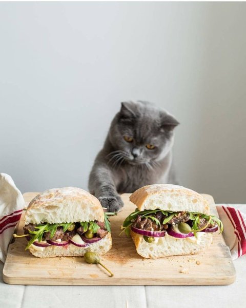 Кот бутерброд
