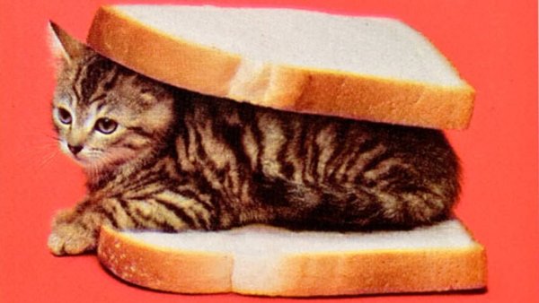 Кот хлеб