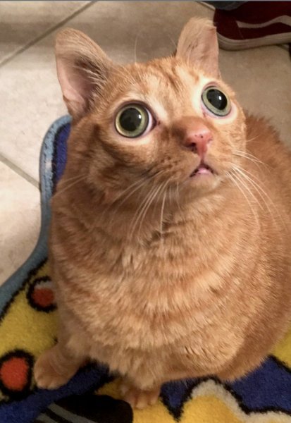 Кот с вытаращенными глазами