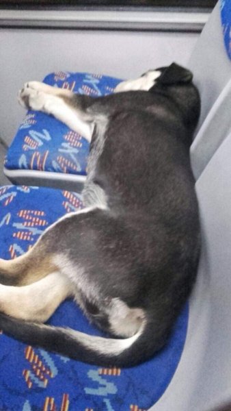 Собака в автобусе Мем