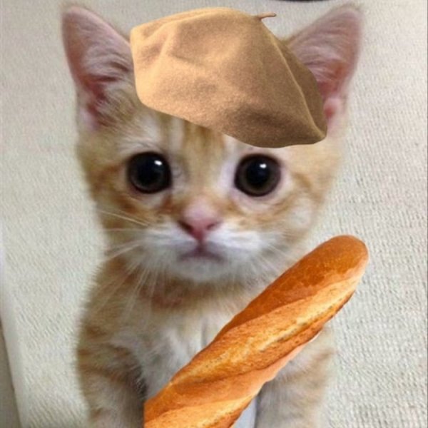 Мемы с котиками