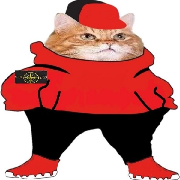 Кот в адидасе