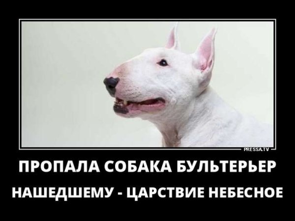 Шутки про бультерьеров