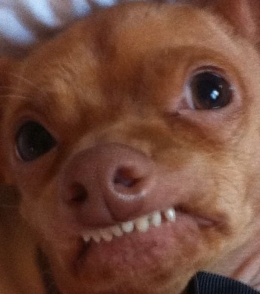 Ехидная улыбка собаки
