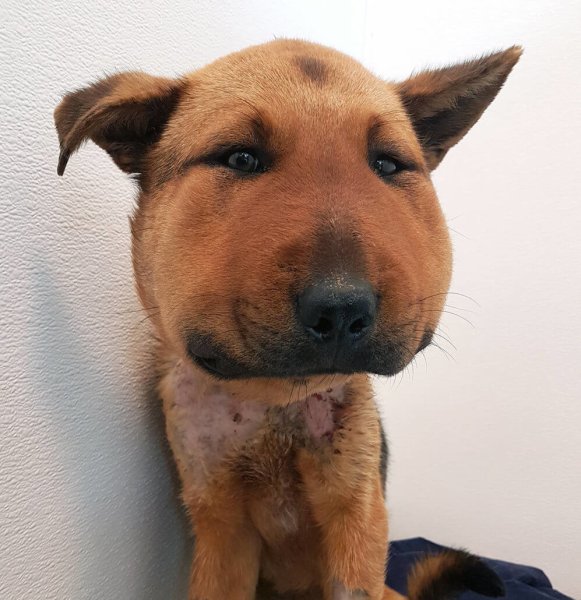 Лицо собаки