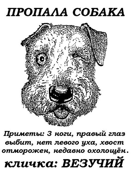 Потерялась собака прикол