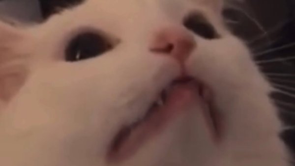 Котик кричит