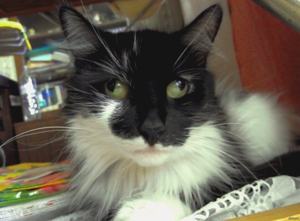 Кот с глазами в разные стороны