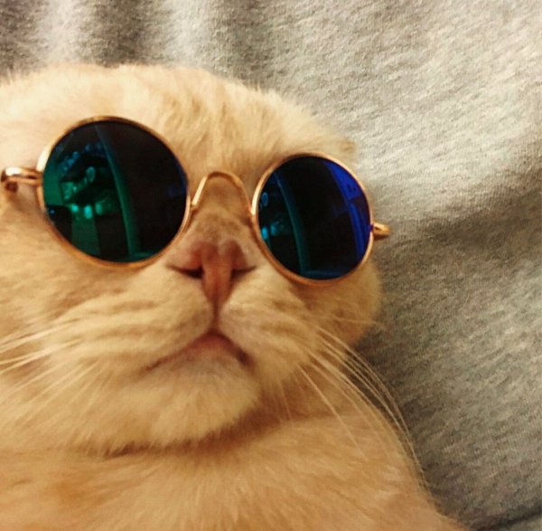 Котик в очках