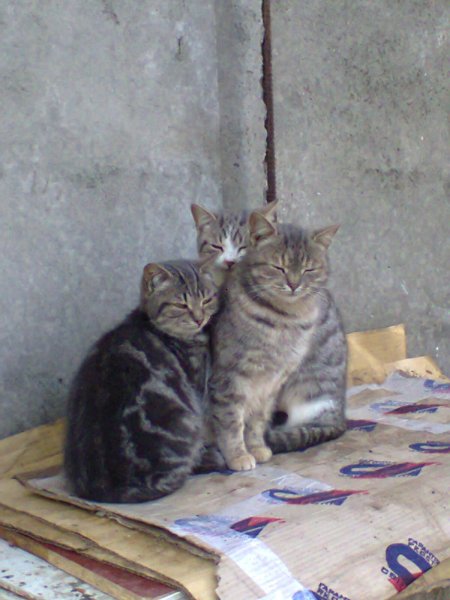 Демотиватор три кота трикотаж