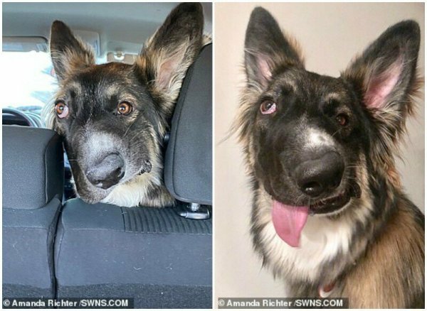 Собака с кривым носом