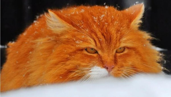 Оранжевый кот