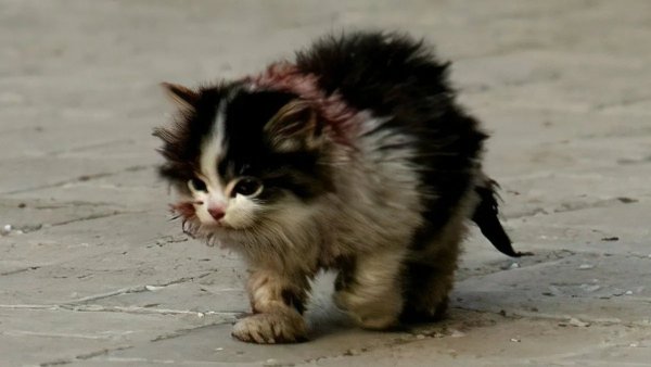 Котенок я обязательно выжив