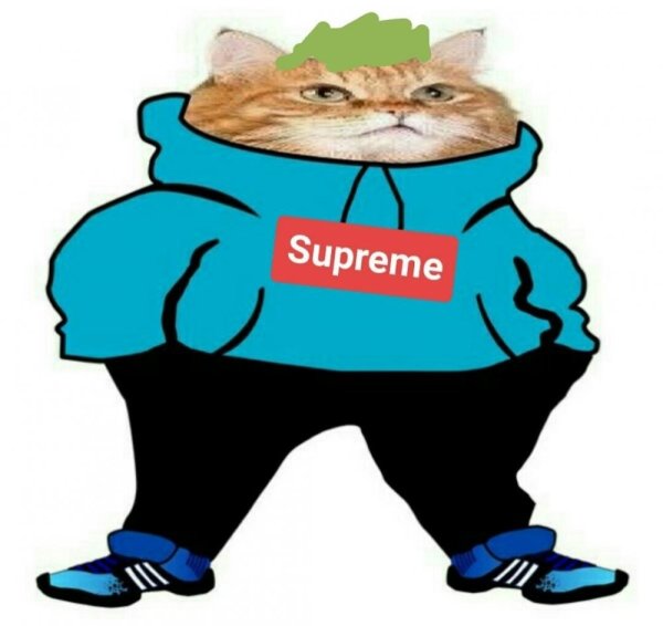 Кот в адидасе