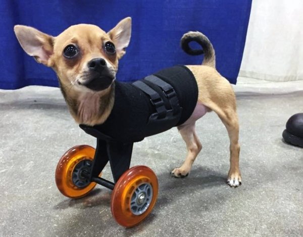 Протезы для собак