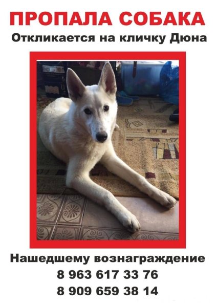 Потерялся щенок Мем