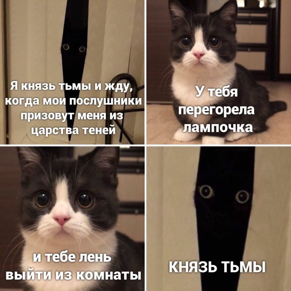 С котами и надписями на русском языке