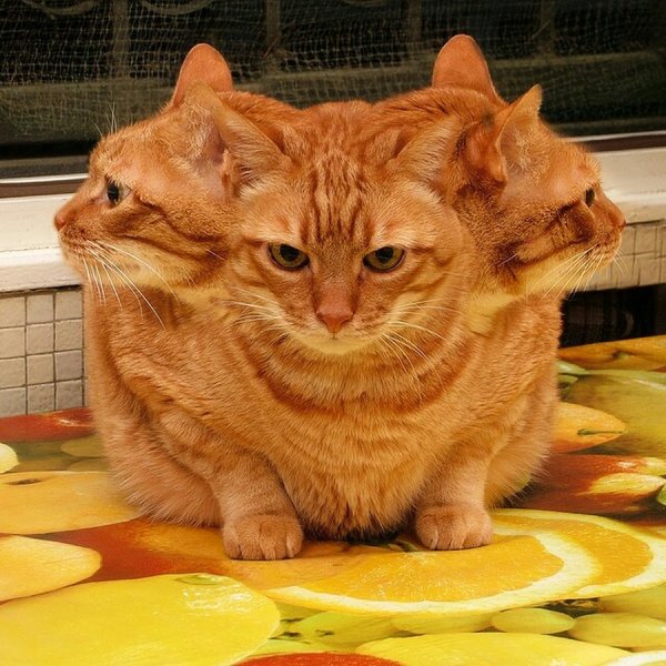 Кот с тремя головами