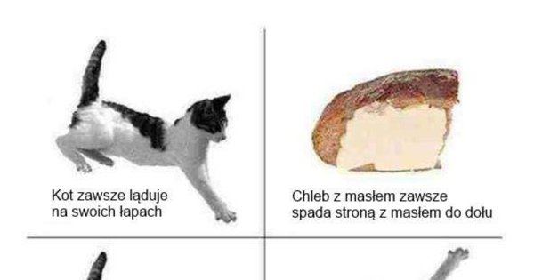 Кошка и бутерброд с маслом