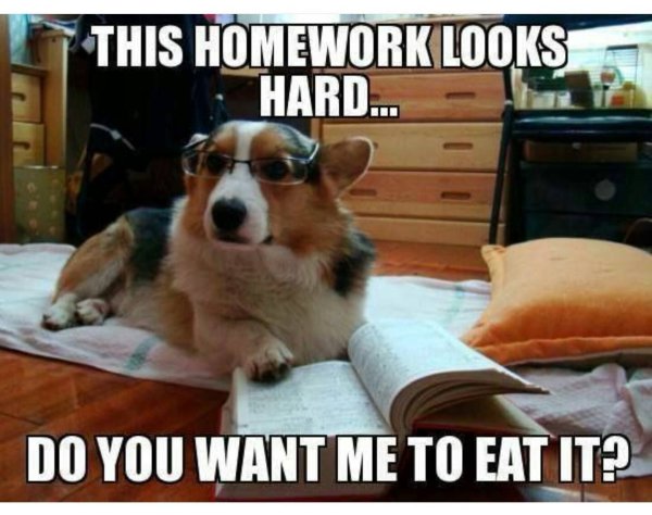 Смешные мемы про животных