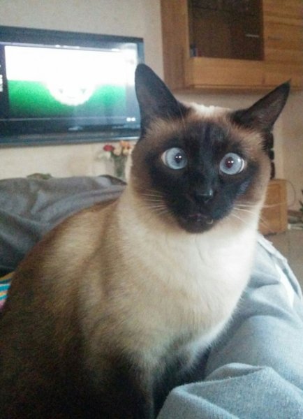 Кошка с косыми глазами