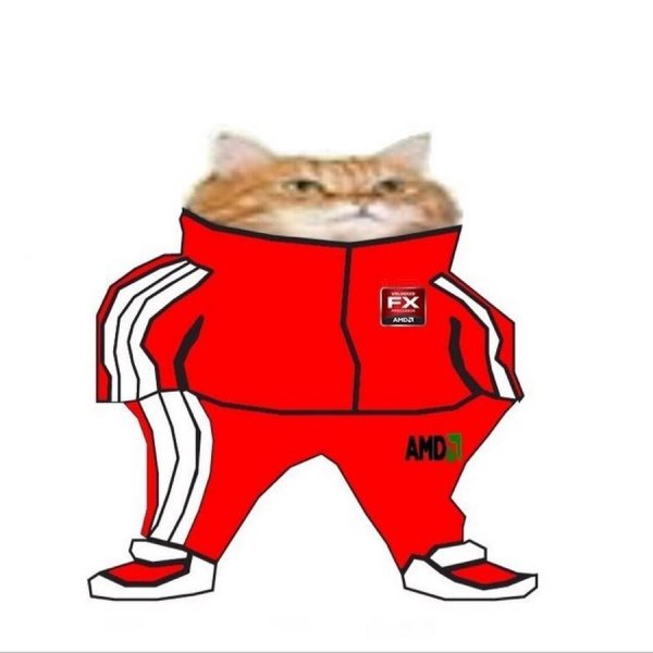 Кот в адидасе