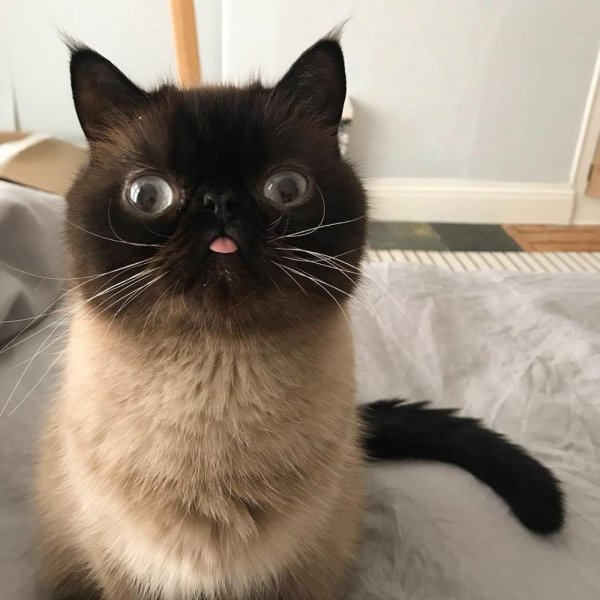 Кошка с косыми глазами