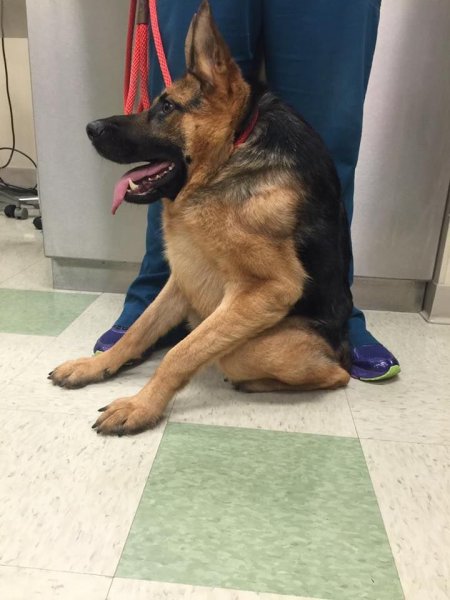 Сутулая овчарка Квазимодо