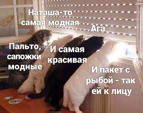 Новые наташа и коты