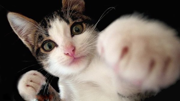 Кот показывает кулак