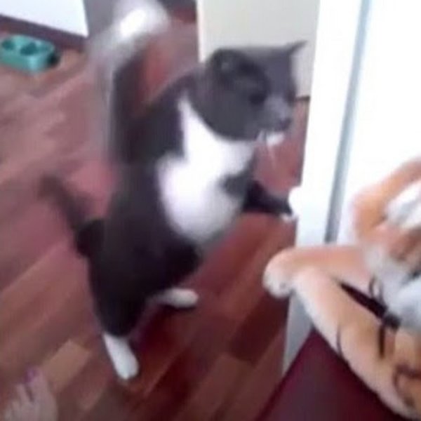 Котики дерутся