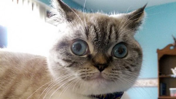 Котик с глазами в разные стороны