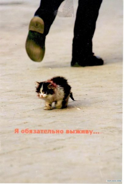 Я обязательно выжиживу