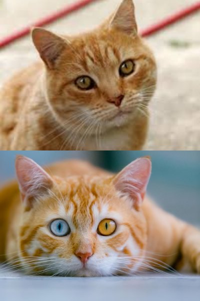 Котик оранжевый показывает язычок рядом с экраном