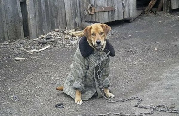 Дворовые собаки