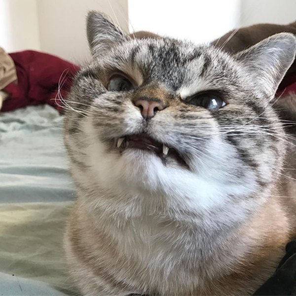 Довольный кот