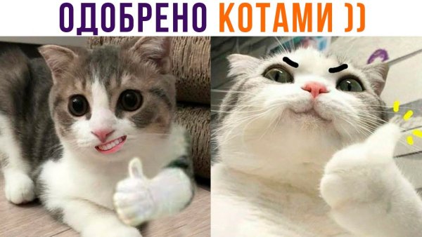 Кот одобрение