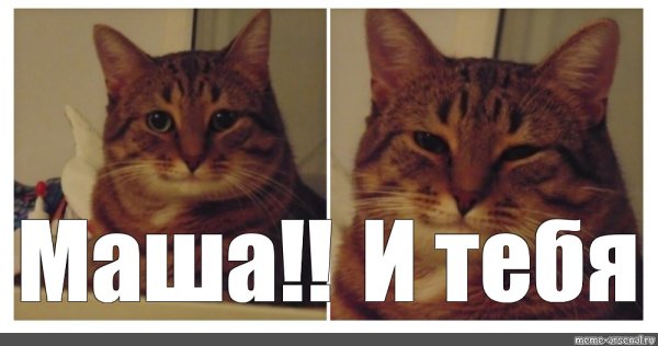 Коты мемы