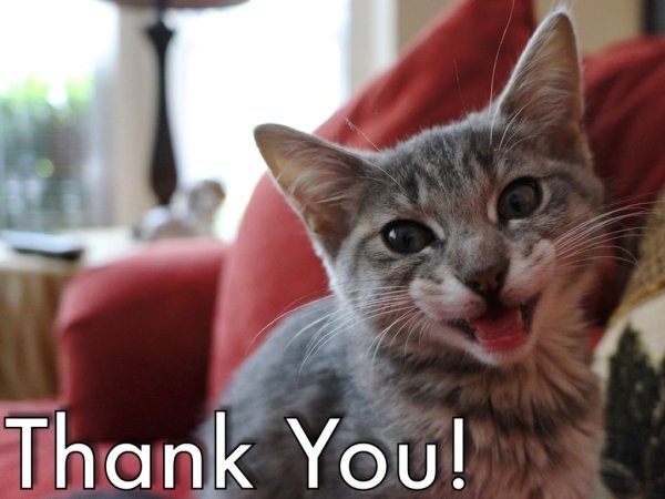 Кот thank you