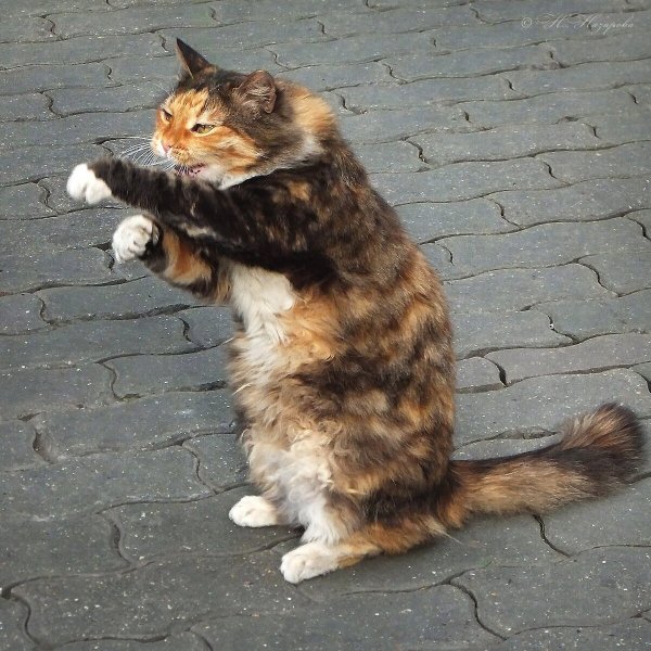 Драный рыжий кот