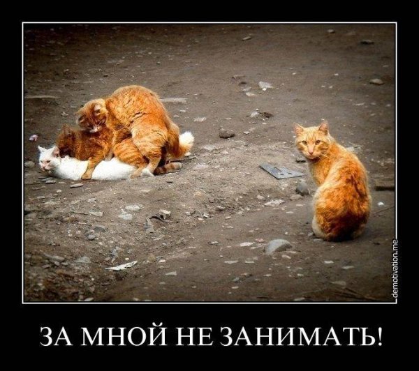 Трикотаж коты