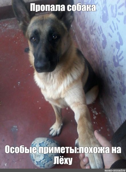 Пропала собака Мем