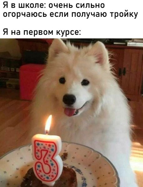 Собака день рождения Мем