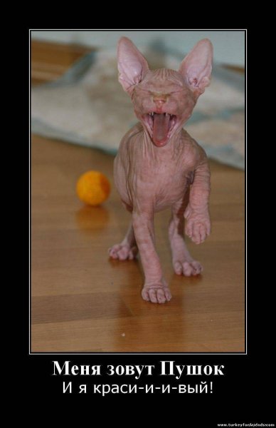 Смешные сфинксы