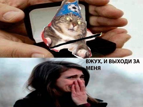 Мем котик вжух