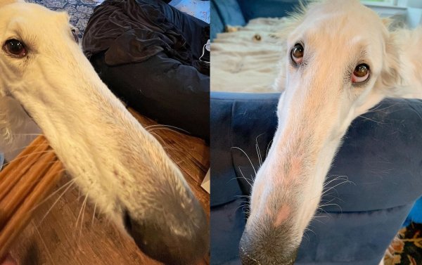 Борзая Эрис порода