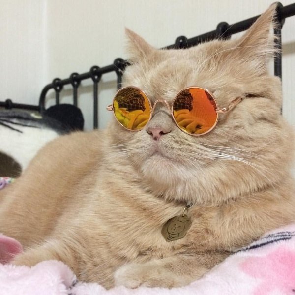 Котик с очками