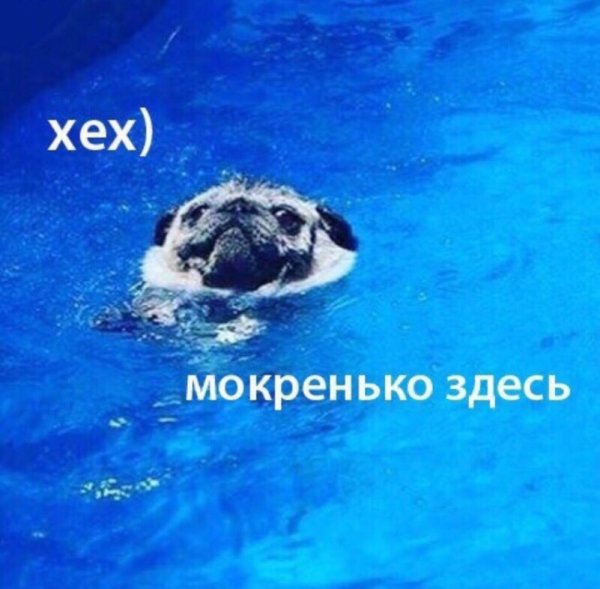 Собака тонет