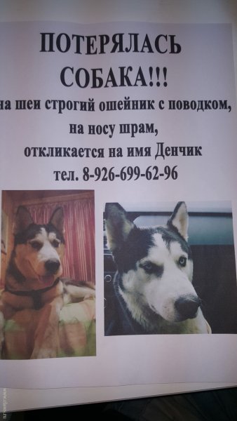 Пропала собака