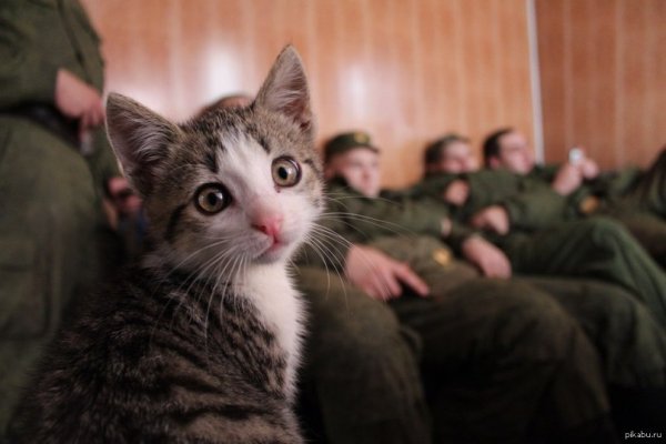 Кот служит в армии